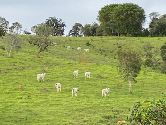 fazenda-venda-crucilandia-mg-670027