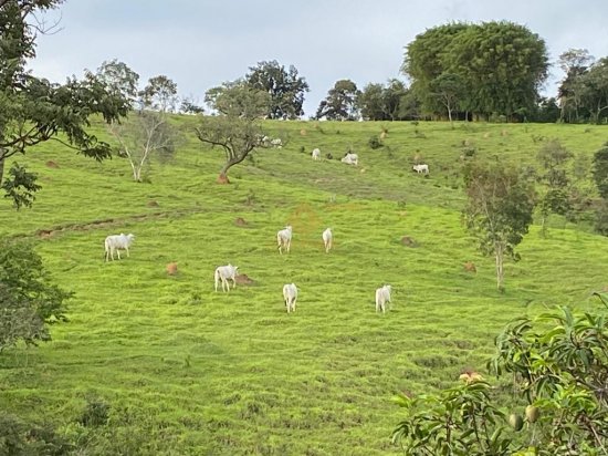 fazenda-venda-crucilandia-mg-670022